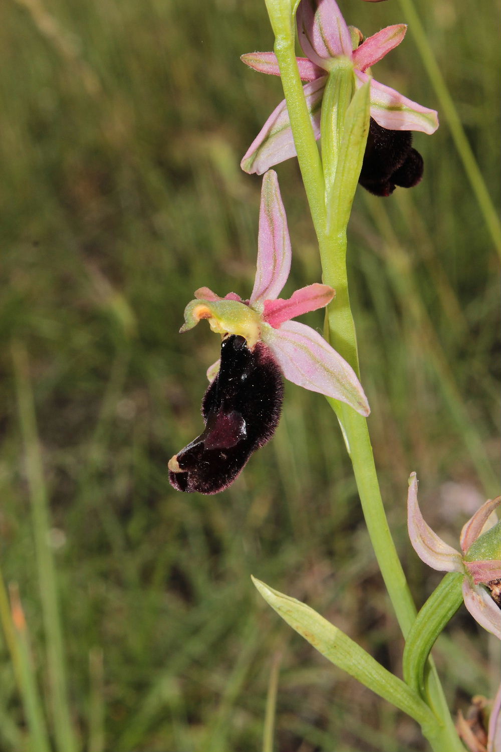 Orchidee Basso PiemonteEntroterra Liguria